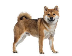 Shiba inu standing alert with bushy tail and confident expression
