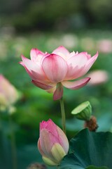 Obraz premium lotus flower in the garden