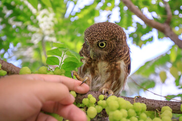 The little owl with the star gooseberry.