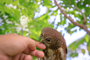 The little owl with the star gooseberry.