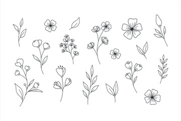 Botanical Floral Illustrations