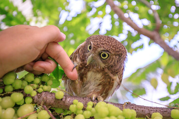 The little owl with the star gooseberry.