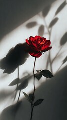 A single red rose stands out against a dark background with shadows of leaves and stems cast on the wall.