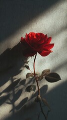A single red rose stands alone in a dimly lit room with shadows cast on the wall