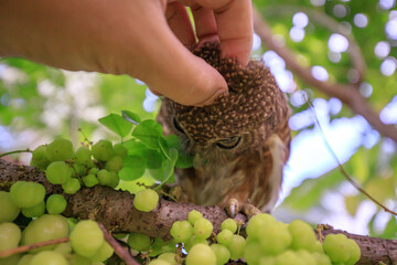 The little owl with the star gooseberry.