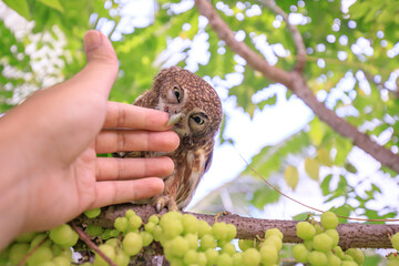 The little owl with the star gooseberry.