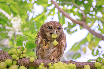 The little owl with the star gooseberry.