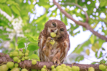 The little owl with the star gooseberry.