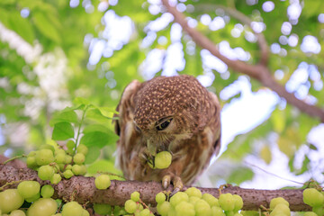 The little owl with the star gooseberry.