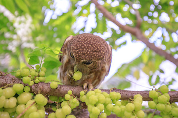 The little owl with the star gooseberry.
