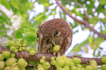 The little owl with the star gooseberry.