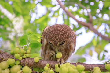 The little owl with the star gooseberry.