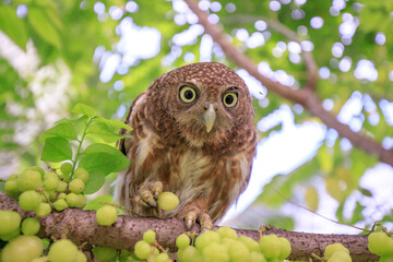 The little owl with the star gooseberry.