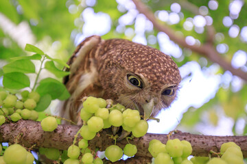 The little owl with the star gooseberry.