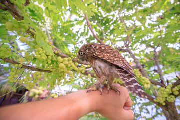 The little owl with the star gooseberry.