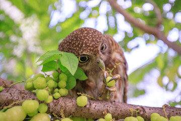 The little owl with the star gooseberry.