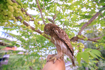 The little owl with the star gooseberry.