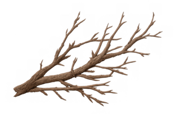 Dry tree branches bundle for fire wood or decorative arrangement, isolated on transparent background, symbolizing winter and decay