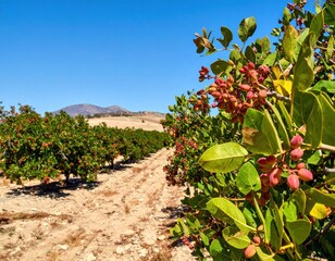 Ripening pistachios on trees in an orchard with mountains and a clear blue sky