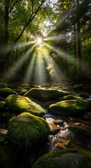 Brilliant sunbeams penetrate dense woodland foliage illuminating a moss covered stone stream bed