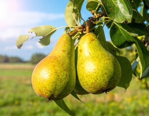 Fresh green and yellow pears ripening on a branch under a sunny blue sky