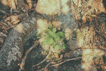 木の根元に生えた苔