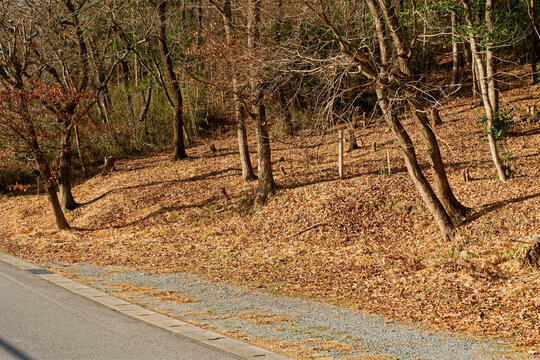 道路に隣接する雑木林