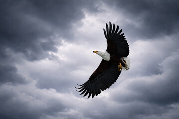Beautiful fish eagle spreading wings in the sky with fish in claws