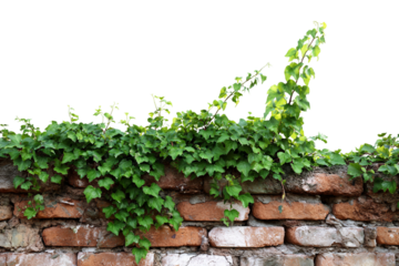 Creeper plant growing on red brick wall isolated on transparent background