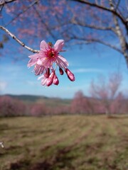 Beautiful pink cherry blossom flowers bloom on a sakura tree branch in a spring garden, showcasing the natural beauty of delicate petals and floral flora in macro closeup