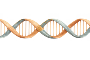 Dna double helix illustrating genetics, life science, and organic biology with a wooden texture. Isolated on a transparent background