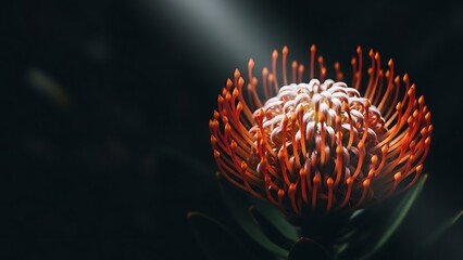 A vibrant Pincushion Protea flower, brilliantly illuminated by a single ray of light against a deep, dark background, showcasing its intricate texture and exotic beauty