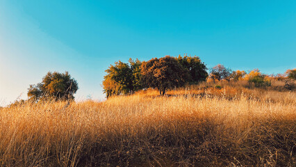 Fototapeta premium Slope with dried grass and some trees in golden hour sunlight under a blue sky. Andalusia, Spain.