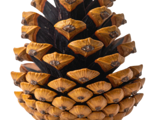 Close-up view of a cone's scales, showing intricate texture and natural patterns, against black
