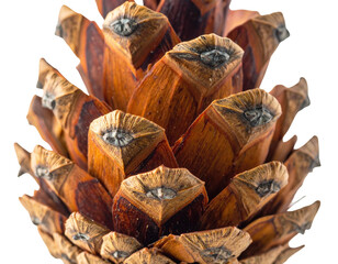 Close-up view of a detailed pinecone showcasing intricate textured brown and tan scales