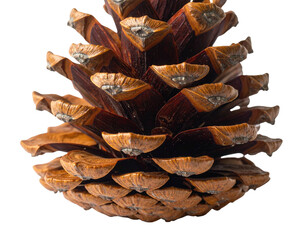 Close-up of a detailed, textured pine cone with layered scales against a black backdrop