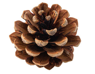 Overhead shot of a brown pine cone with scales, isolated on a black background, texture detail