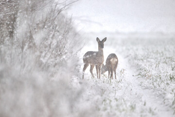 roe deer in the snow © Duvekot Fotografie