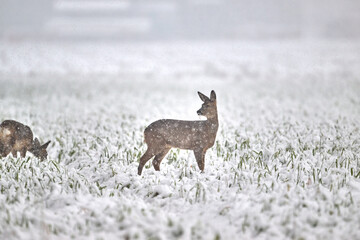roe deer in the snow © Duvekot Fotografie