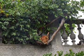 A ginger stray cat explores an old stone street surrounded by lush greenery and rustic architecture. Peaceful urban wildlife scene capturing curiosity, independence, and everyday street life charm