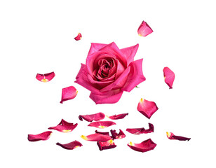 A vibrant pink rose with scattered petals on a stark black background