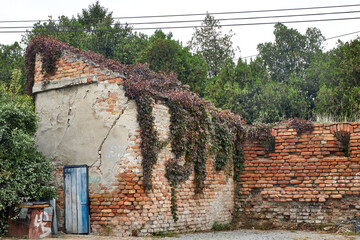 Weathered brick wall of an abandoned building covered with creeping ivy. Cracked plaster, rustic...