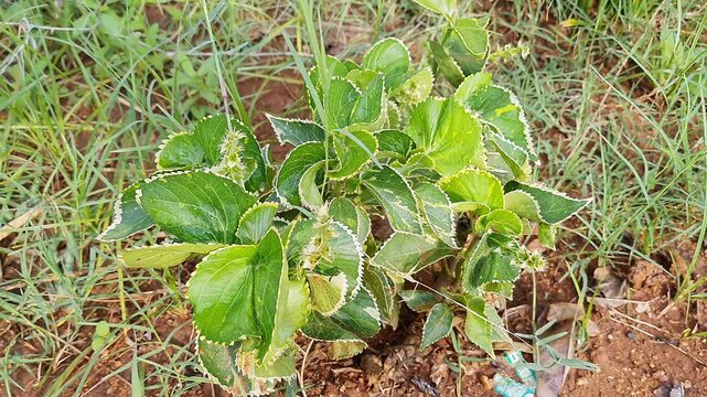closeup of Sunlit Copper Leaf Plant with Variegated Green-White Serrated Leaves in Garden