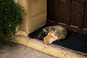 A mother cat resting with her two kittens on a doorstep, lying together on a dark mat near a wooden door, in warm sunlight with textured walls and a quiet street mood.