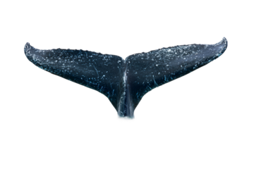 Whale tail breaching ocean surface isolated on transparent background