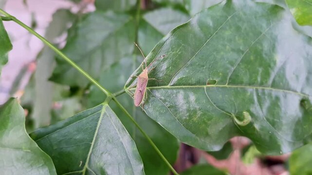 a Closeup of paddy stink bug or rice ear bug resting on green plant leaf