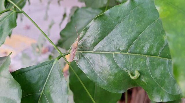 a Closeup of paddy stink bug or rice ear bug resting on green plant leaf