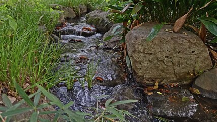 A gentle, clear stream trickles over mossy stones surrounded by lush green plants and foliage.