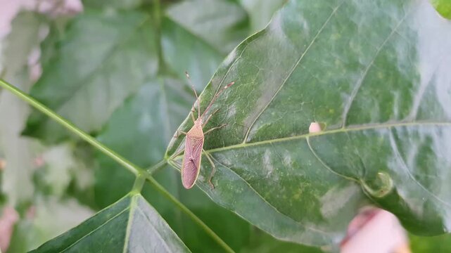 a Closeup of paddy stink bug or rice ear bug resting on green plant leaf