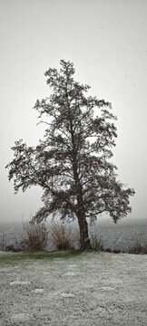 Erle bei Schneefall